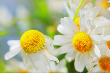 Chamomile against the sky.