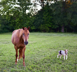 Horse in pasture with red merle Australian Shepherd puppy