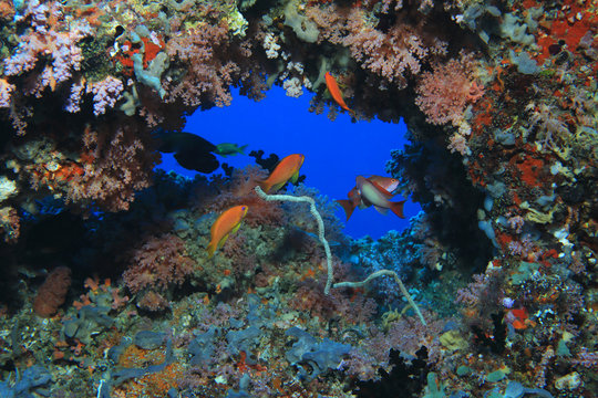 Fototapeta Beautiful coral reef
