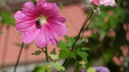 Fototapeta premium Blüten und Insekten