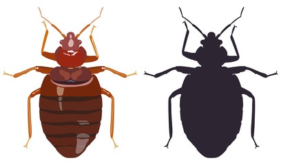 Bedbug and his black silhouette on white background. Vector illustration.
