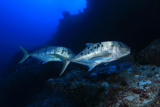Golden trevally fish