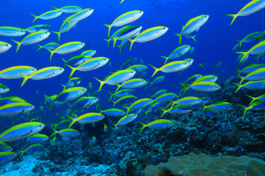 Fototapeta Yellowback fusilier fish
