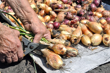Hands of senior woman preparing freshly harvested ripe onion  for drying