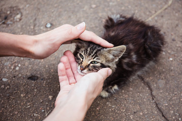 Street homeless cat. Human care.