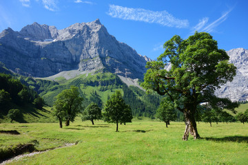 Ahorn und Bachlauf in den Alpen im Karwendel