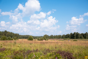 field with tall grass under the sky with clouds