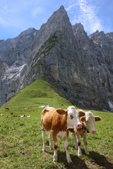 Fototapeta na wymiar Kühe auf der Alm in den Alpen im Karwendel