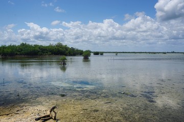 Lagune mit Mangroven auf Kuba, Karibik