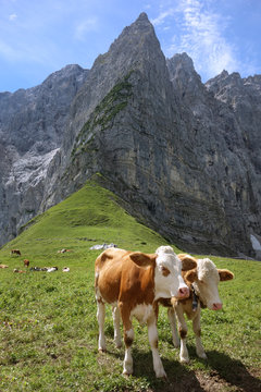 K&uuml;he auf der Alm in den Alpen im Karwendel