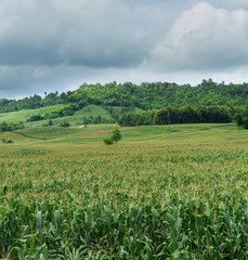 panorama corn on the farm