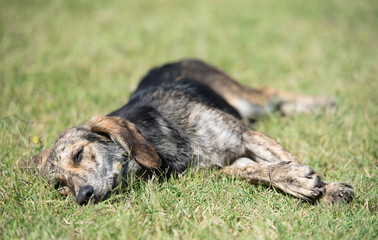 Mongrel dog relaxing in the park