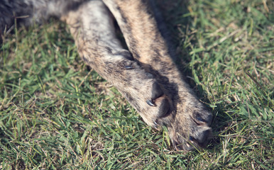 Mongrel dog legs in the park