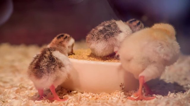 Cute small chicks are eating seeds out of a bowl. There are three of them. 
