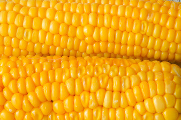 Fresh delicious yellow corn