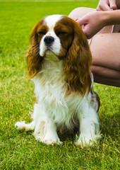 Cavalier King Charles Spaniel. Portrait of cavalier King Charles Spaniel. Spaniel