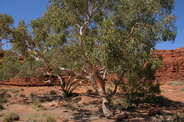 Kings Canyon NP in Australien