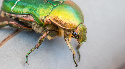 Schillernder Rosenkäfer, Nahaufnahme, Breitbild