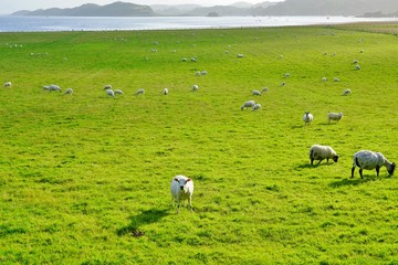 Sheep grazing by the water in Scotland