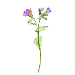 Illustration in watercolor of lungwort flower. Floral card with flowers. Botanical illustration.