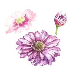 Illustration in watercolor of Gerbera flower. Floral card with flowers. Botanical illustration.