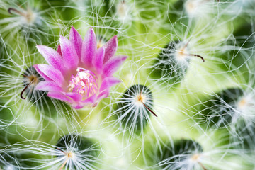 Macro cactus flower Mammillaria Bocasana