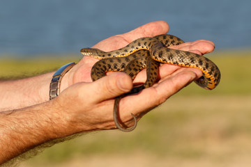 snake, known as Natrix tessellata, in man's hands on river and green plants background  in the rays of the setting sun