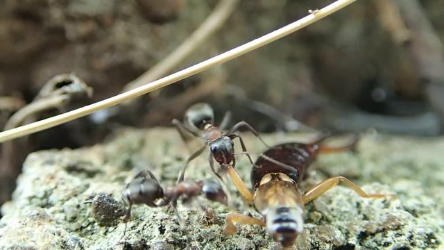 Two ants trying to carry a still alive earwig 