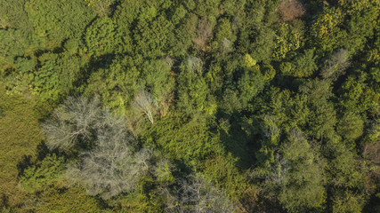 Vista aerea di un bosco fitto di alberi alti e bassi cespugli. La foresta è inaccessibile e ricca di insidie e pericoli.