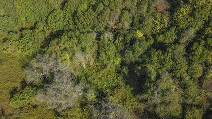 Vista aerea di un bosco fitto di alberi alti e bassi cespugli. La foresta è inaccessibile e ricca...