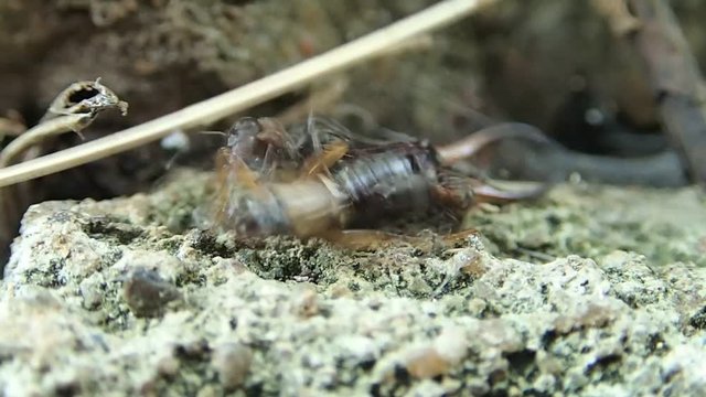 Two ants trying to carry an earwig 