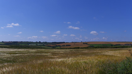 View across a field of barley, on the edge of Bodmin Moor, Cornwall, UK
