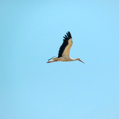 Fliegender Storch vor blauem Himmel