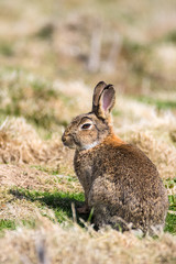 Wild Rabbit (Orytolagus cuniculus) Sitting