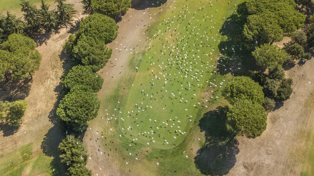 Vista aerea di uno stormo di gabbiani bianchi in volo su un campo verde da golf. Tanti sono gli alberi.