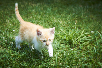 A little cute red kitten cat playing in the green grass