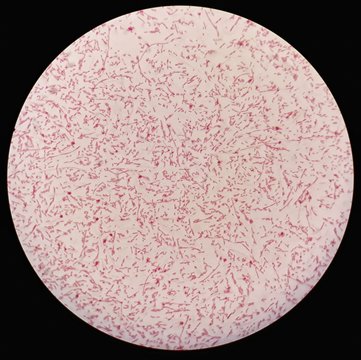 Smear of gram negative bacilli bacteria under 100X light microscope (Selective focus).