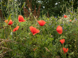 poppy flowers in the grass