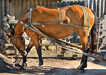 Fototapeta na wymiar Horse in harness