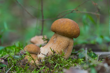 Mushroom boletus grows in the forest