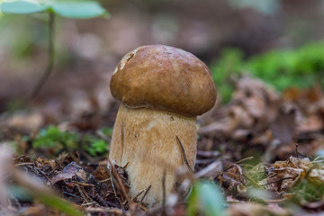 Mushroom boletus grows in the forest