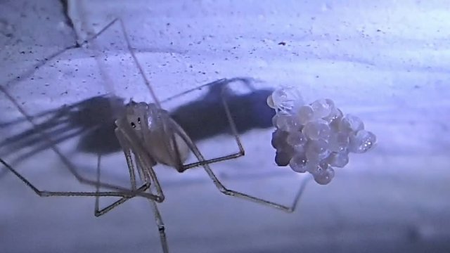 Mother cellar spider and  its hatching eggs on the ceiling