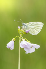 Green-veined white (Pieris napi) butterfly resting and feeding nectar