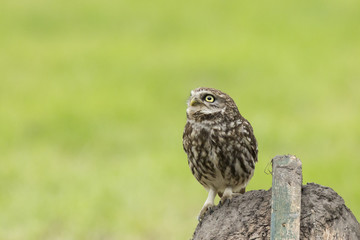 Closeup portrait Little owl, Athene noctua, perched while hunting