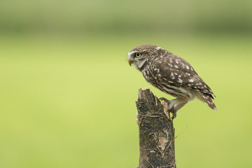 Closeup portrait Little owl, Athene noctua, perched while hunting