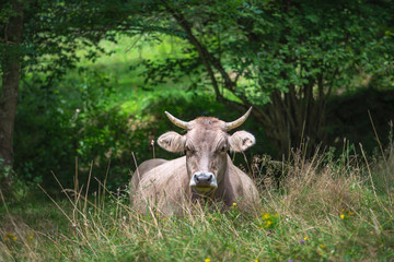 Vache en estive - Cow in estive