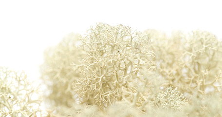 reindeer lichen isolated on white
