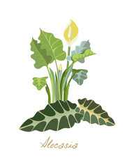 Tropical forest herbs, plants with leaves, flowers, fruits. Beautiful alocasia.