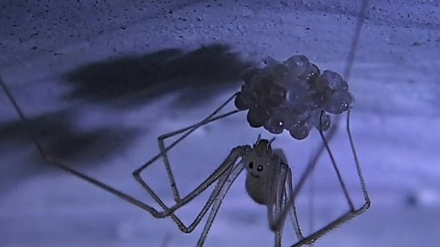 Mother cellar spider preparing its eggs for hatching on the ceiling