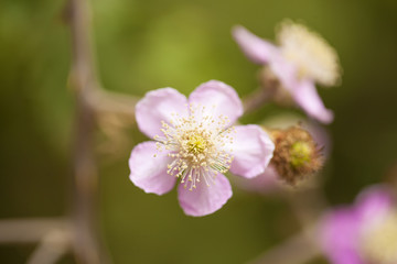 pink blackberry flower